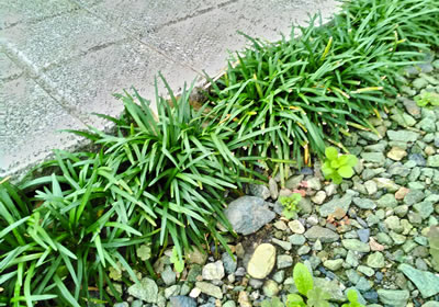 自然や地域の環境への配慮